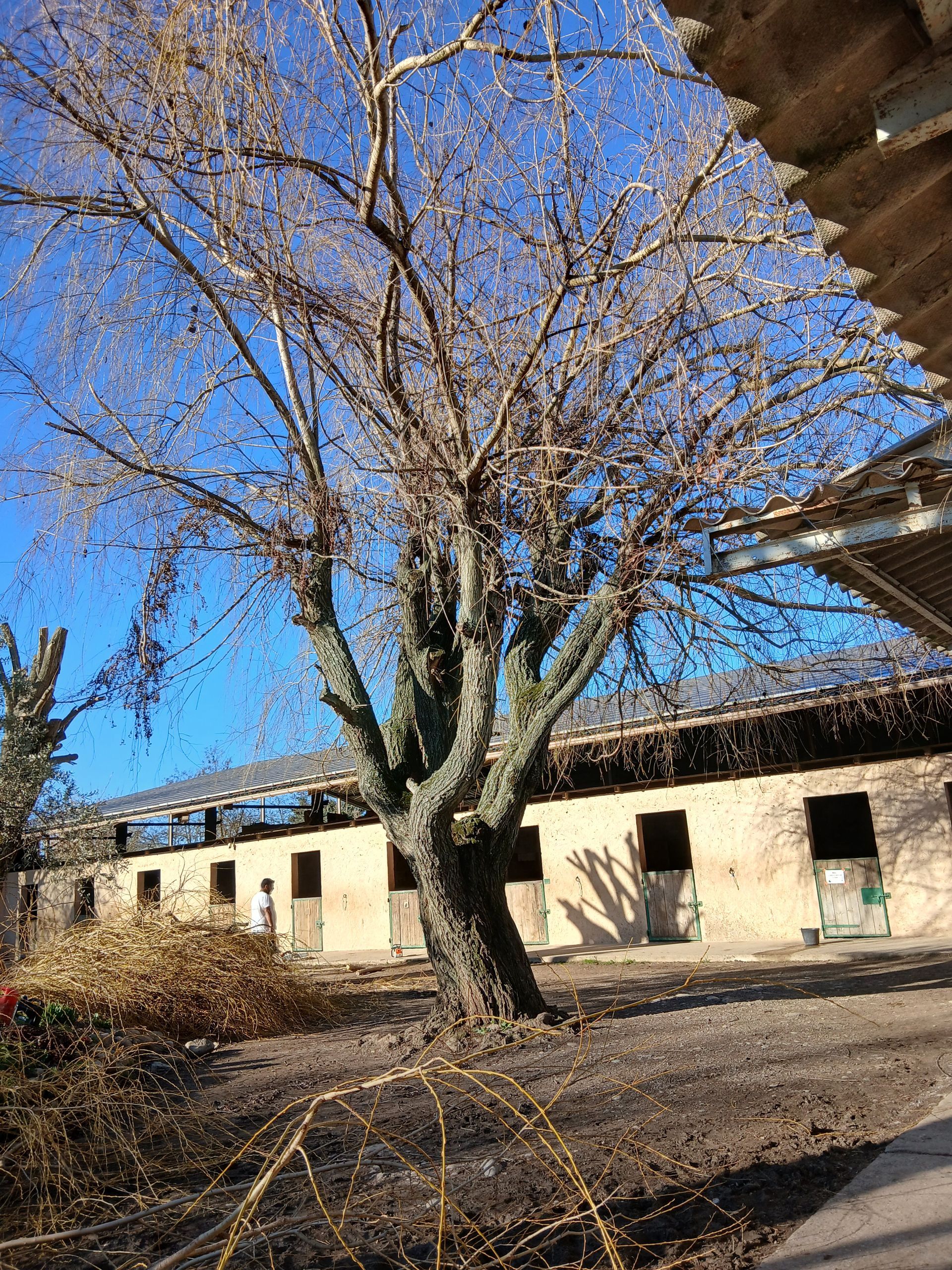 Arbre nu devant une écurie beige sous un ciel bleu vif.