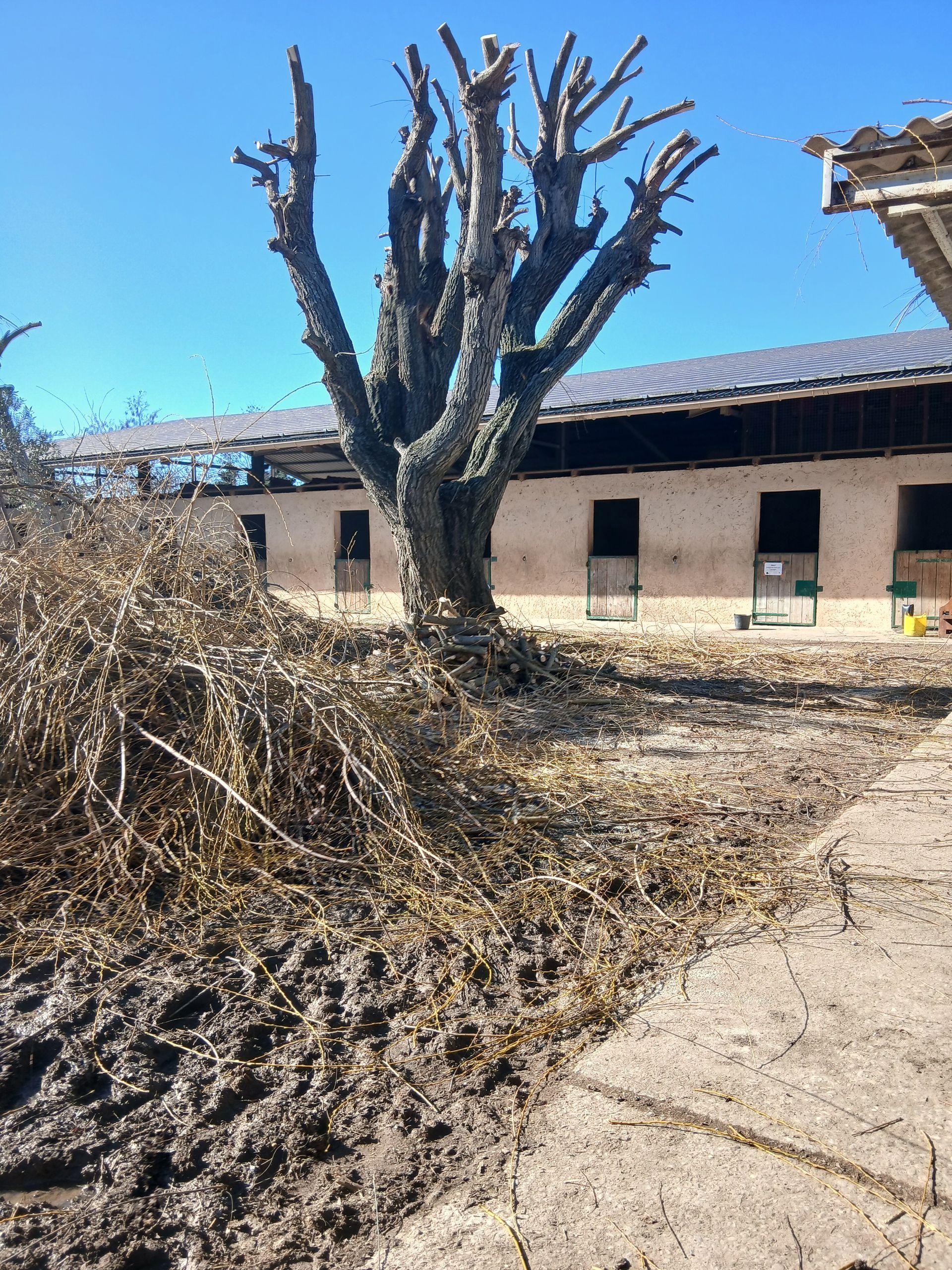 Arbre nu avec branches coupées et débris, devant une écurie sous un ciel bleu.