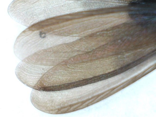 Πτερωτά τερμίτη ξηρού ξύλου και πτέρυγες