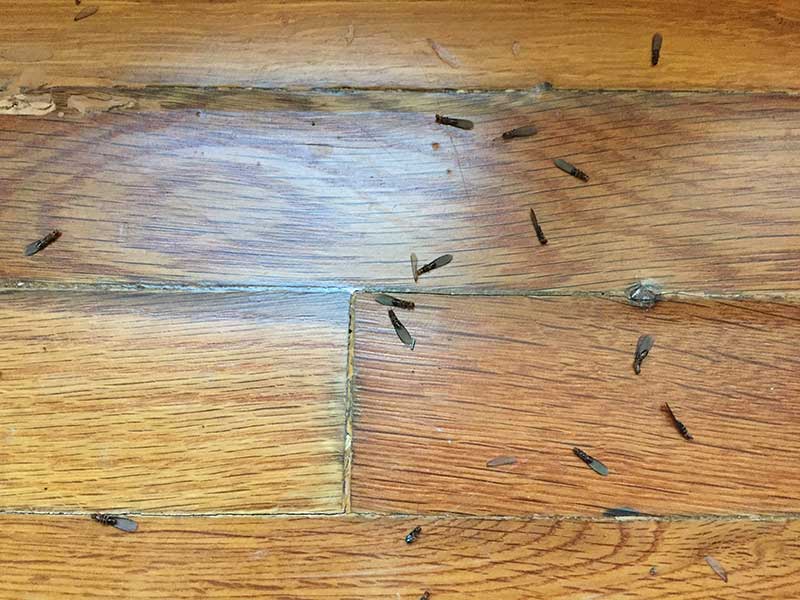 Πτερωτά τερμιτών ξηρού ξύλου σε ξύλινο πάτωμα
