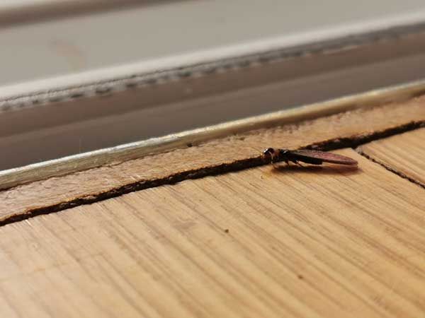 Τερμίτες ξηρού ξύλου ή μυρμήγκια με φτερά