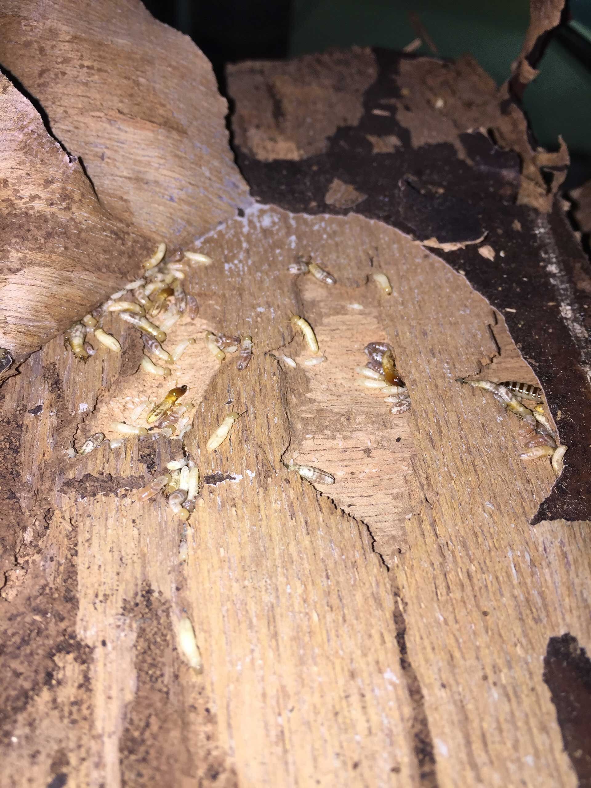 Προσβολή τερμιτών υγρού ξύλου σε θαλαμηγό