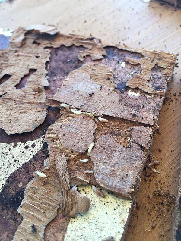 Προσβολή τερμιτών υγρού ξύλου σε θαλαμηγό