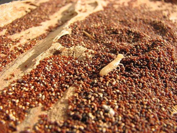 Περιττώματα & εργάτης τερμιτών ξηρού ξύλου