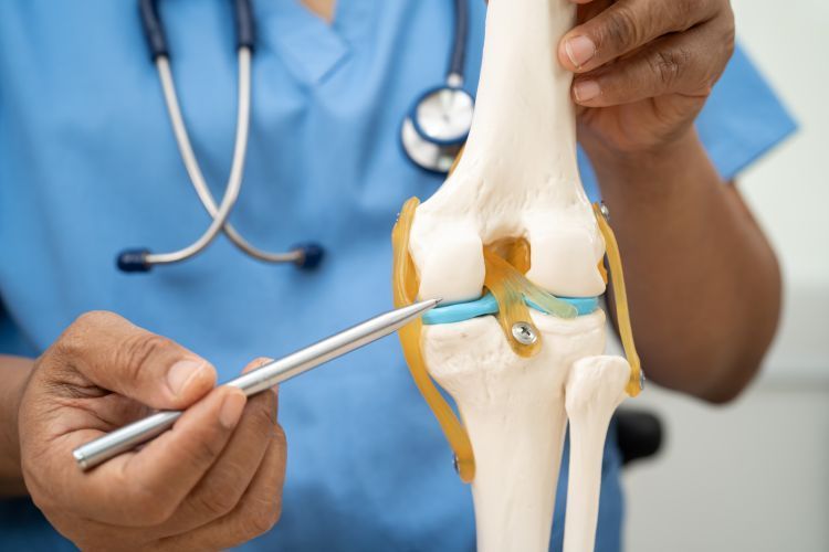 Modell eines Knies als Symbol für die Meniskus-Behandlung in unserer Orthopädie Privatpraxis in Köln.