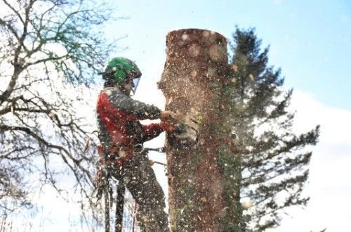 Arbeiter schneidet Baum