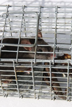 Rat dans une cage