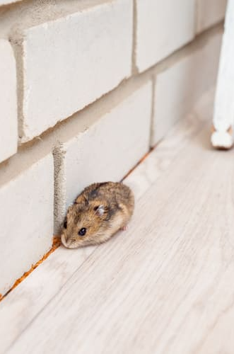 Petite souris contre un mur