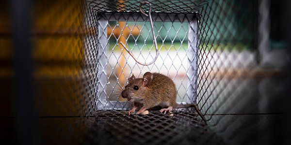 Une souris piégée dans une cage rectangulaire