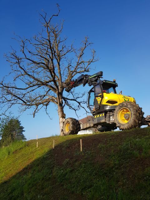 Baum wird gerodet