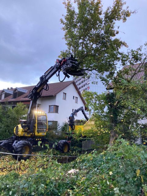  Gebrüder Straumann AG entfernt Baum