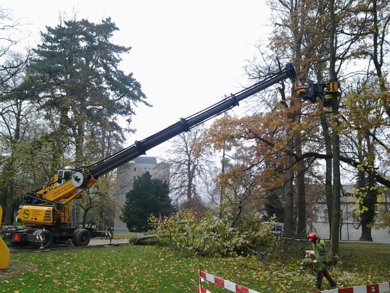 Baumwuchs wird entfernt