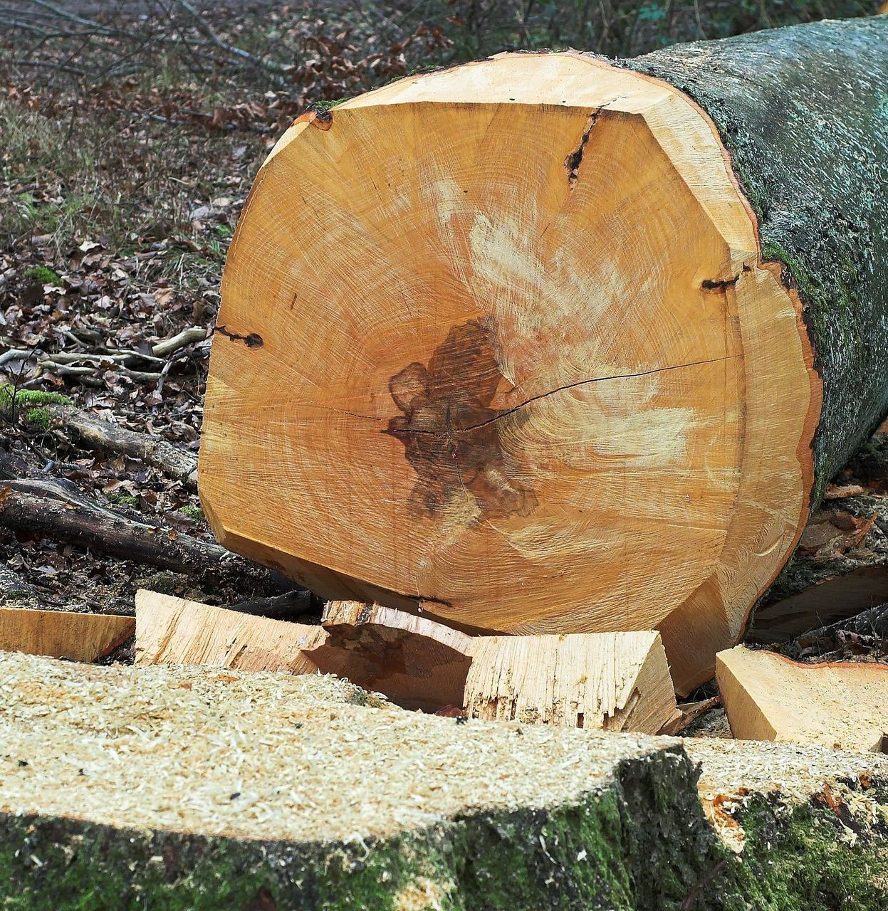 Un arbre abattu.