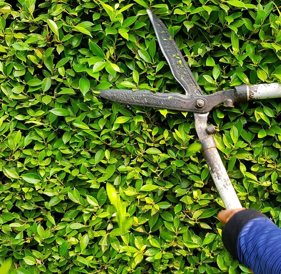 Taille de haie avec une cisaille.
