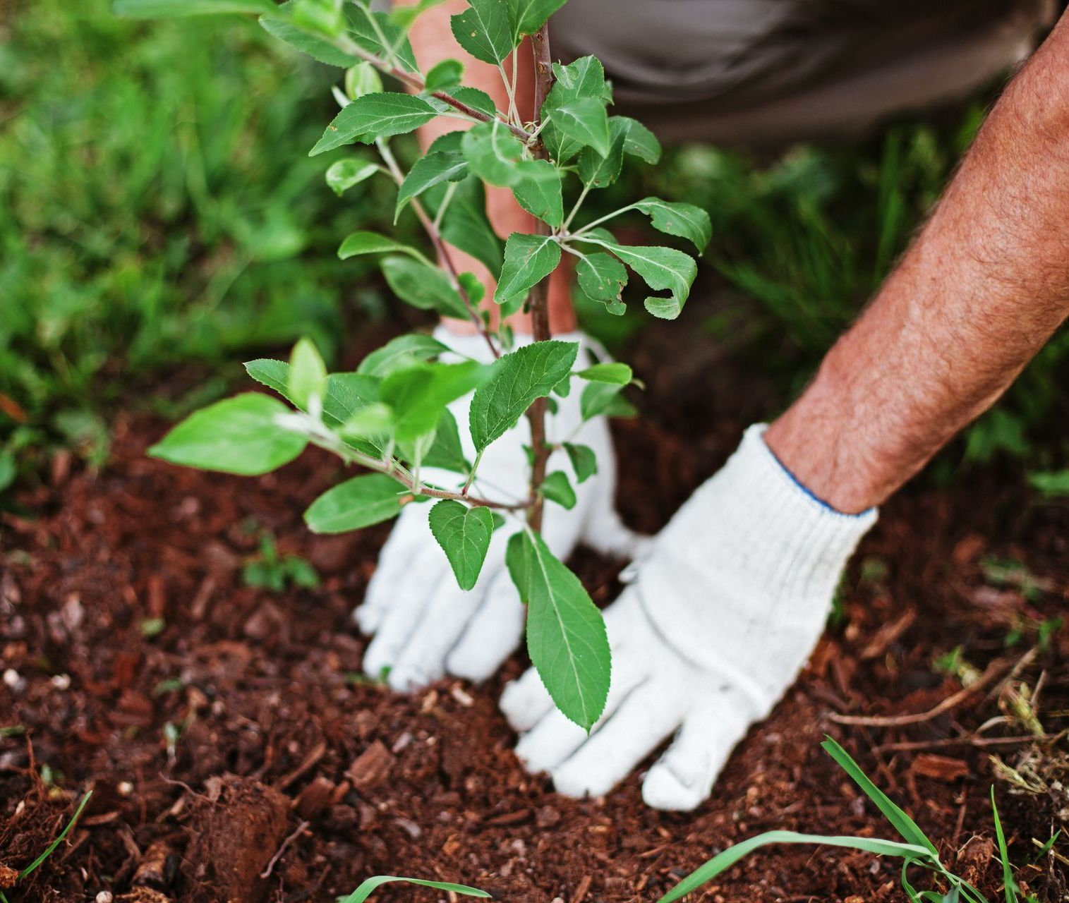 La plantation d'un arbre.