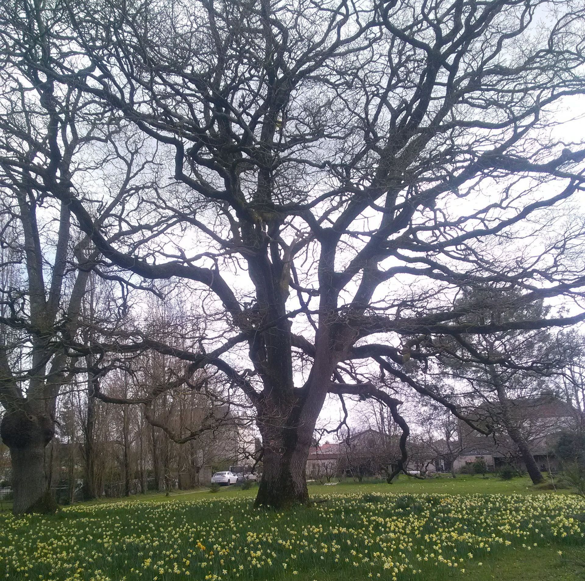Un chêne avec des jonquilles.
