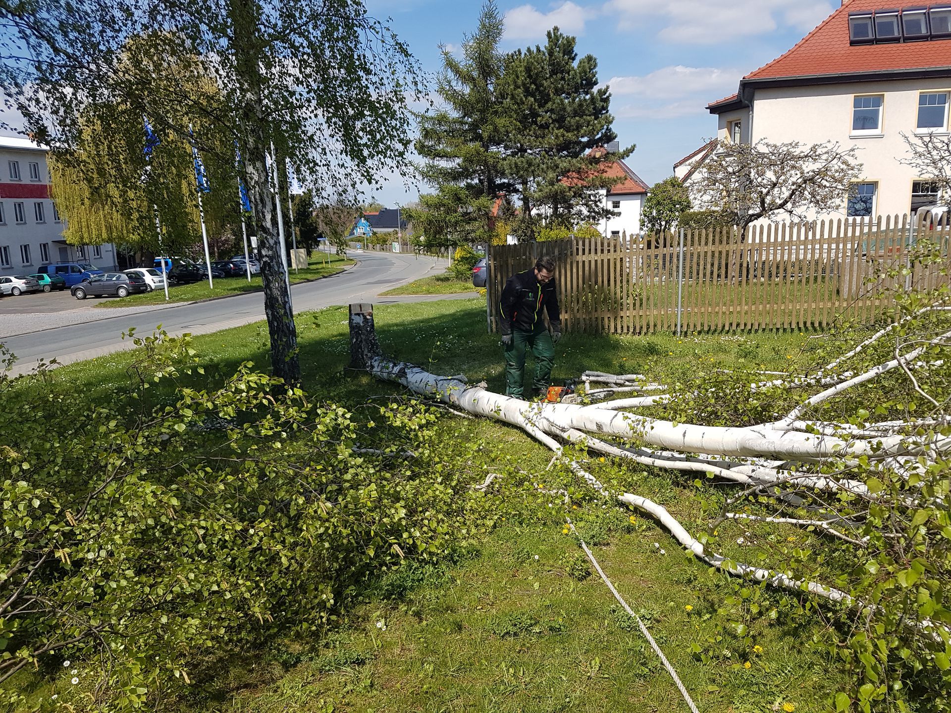 Ein entwurzelter Baum liegt an einem sonnigen Tag auf einem grasbewachsenen Straßenrand neben einer Straße und Häusern.