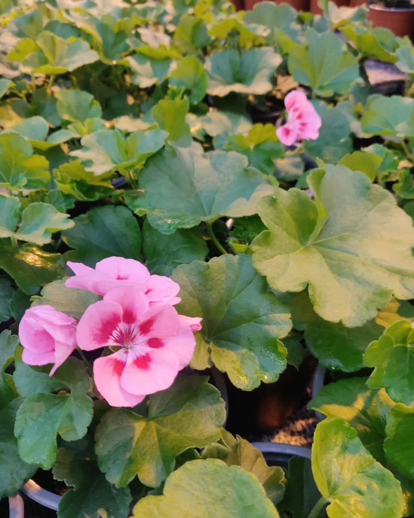 Kesäkukat - Filppulan tila