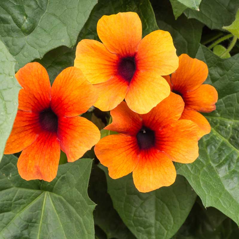 Mustasilmä­susannat