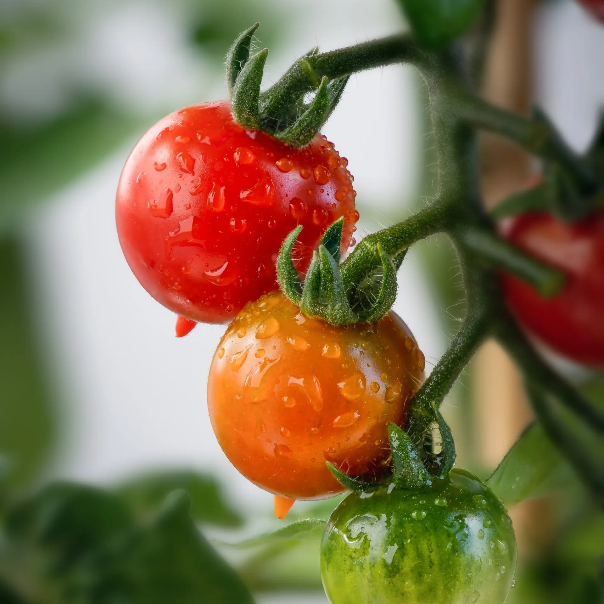 Tomaatit, tomaatin taimet