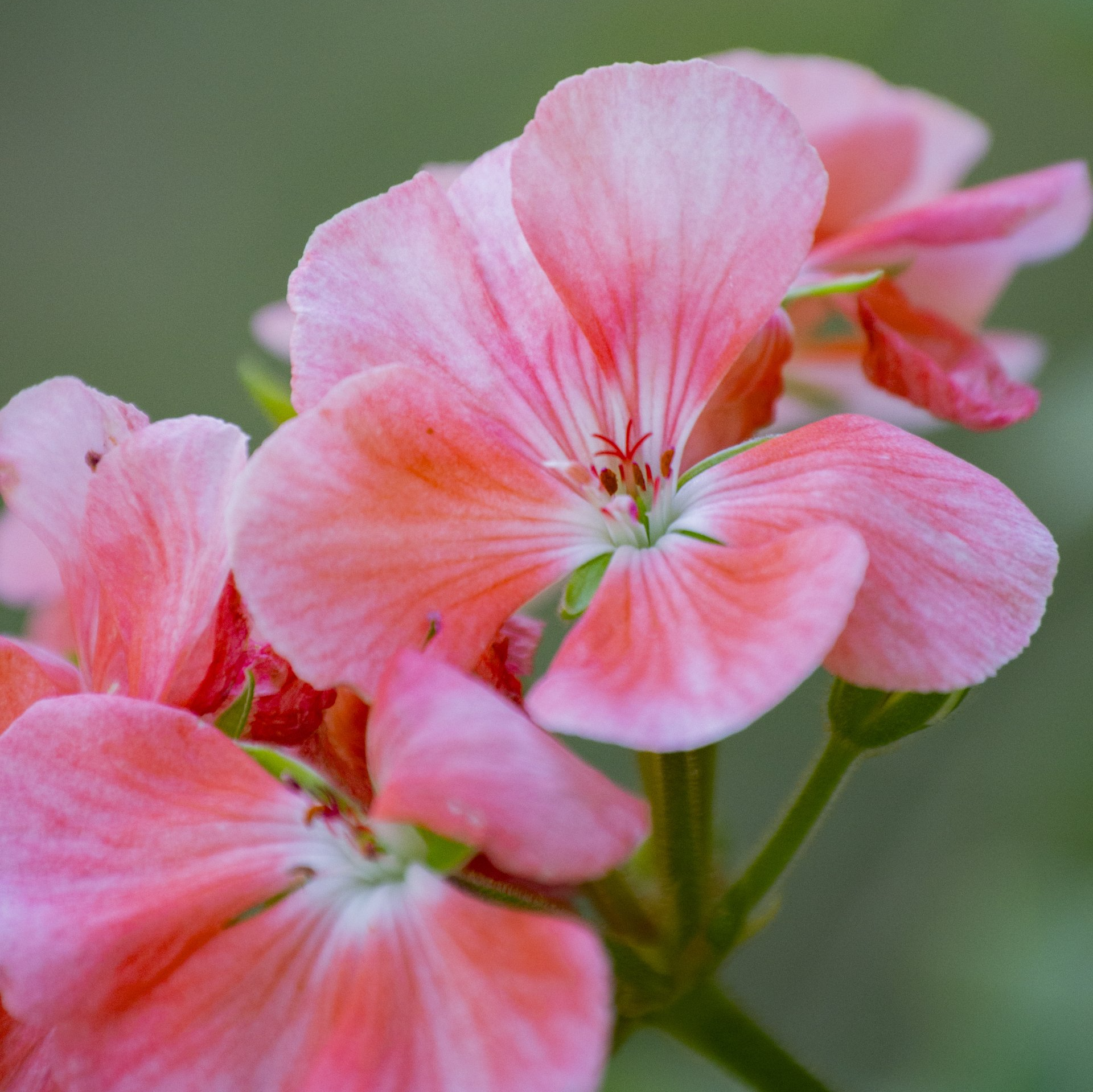 Pelargoniat