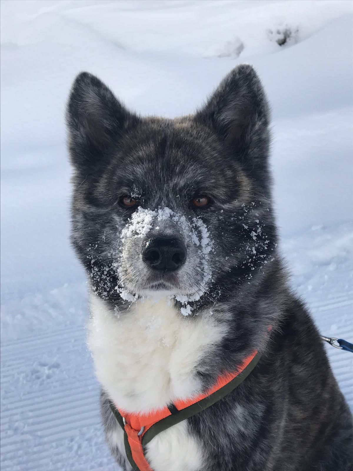 Schwarz-weisser Hund in rotem Geschirr steht im Schnee, Schnee bedeckt sein Gesicht