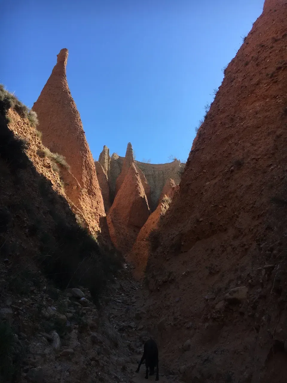 Cañón estrecho con formaciones rocosas rojas, un perro oscuro camina por el sendero, cielo azul.