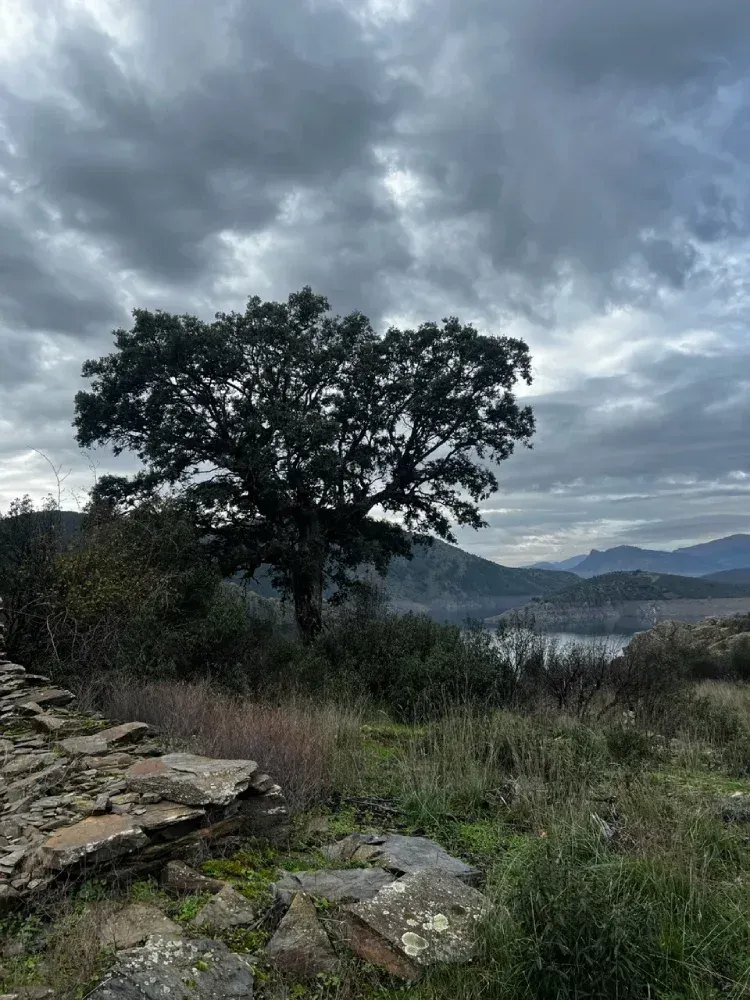 Un árbol solitario recortado contra un cielo nublado, con vistas a un paisaje de colinas y agua.
