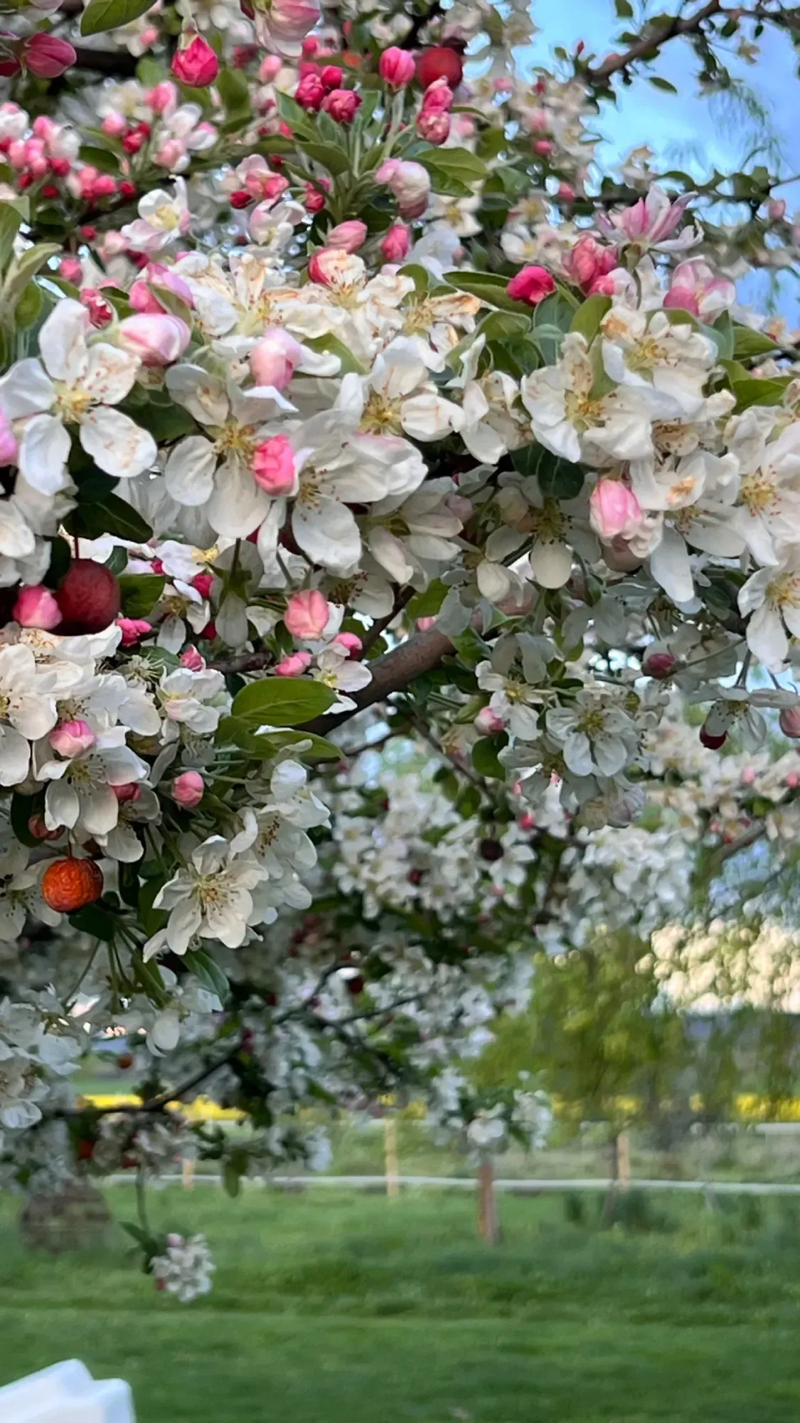Manzano silvestre en flor con flores blancas y rosas, frutos pequeños y un fondo de césped verde.