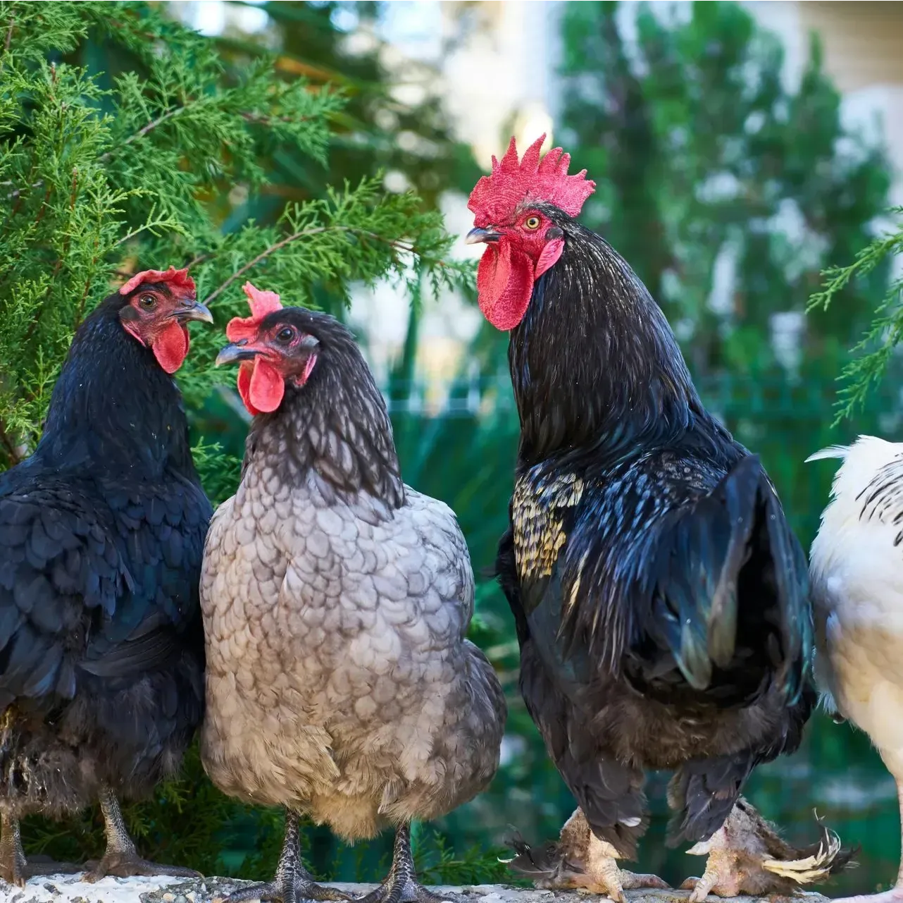 Cuatro gallinas de distintos colores de pie al aire libre cerca de la vegetación.