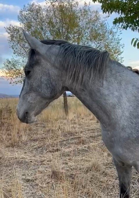 Una pareja está asando carne en una barbacoa al aire libre. La mujer sonríe, mirando al hombre.