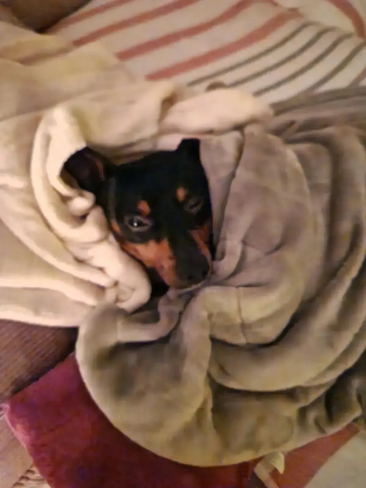 Perro envuelto en mantas de color gris y crema; pelaje negro y tostado visible.