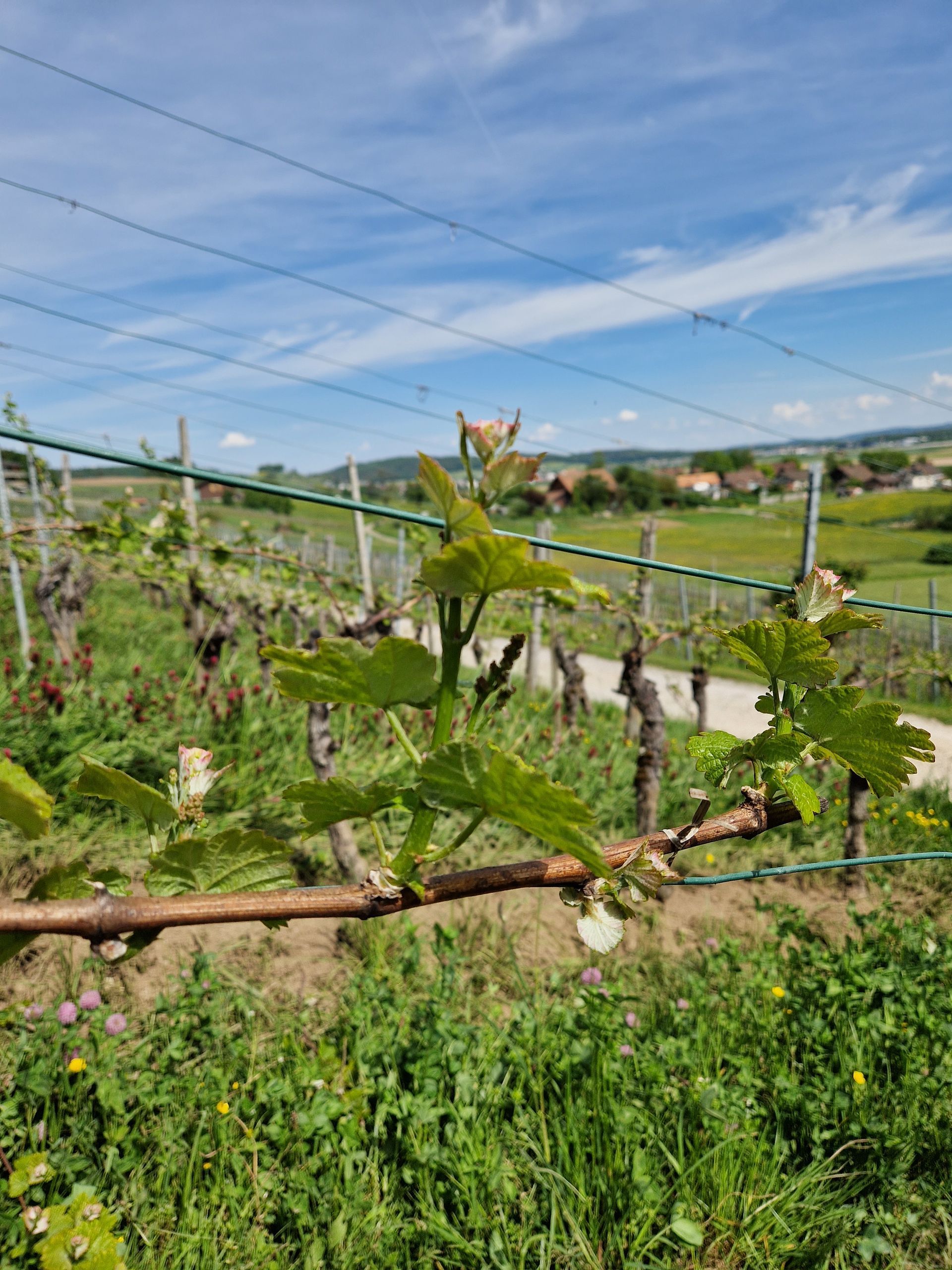  Weingut Sonnenberg GmbH - Michael Angst