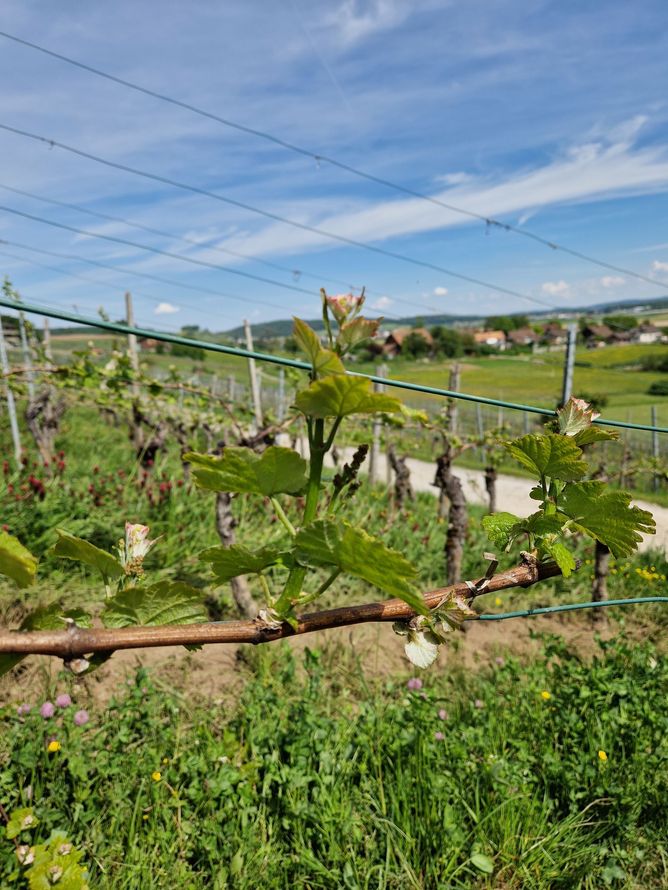  Weingut Sonnenberg GmbH - Michael Angst
