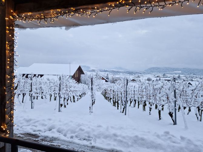 Weingut Sonnenberg GmbH - Michael Angst