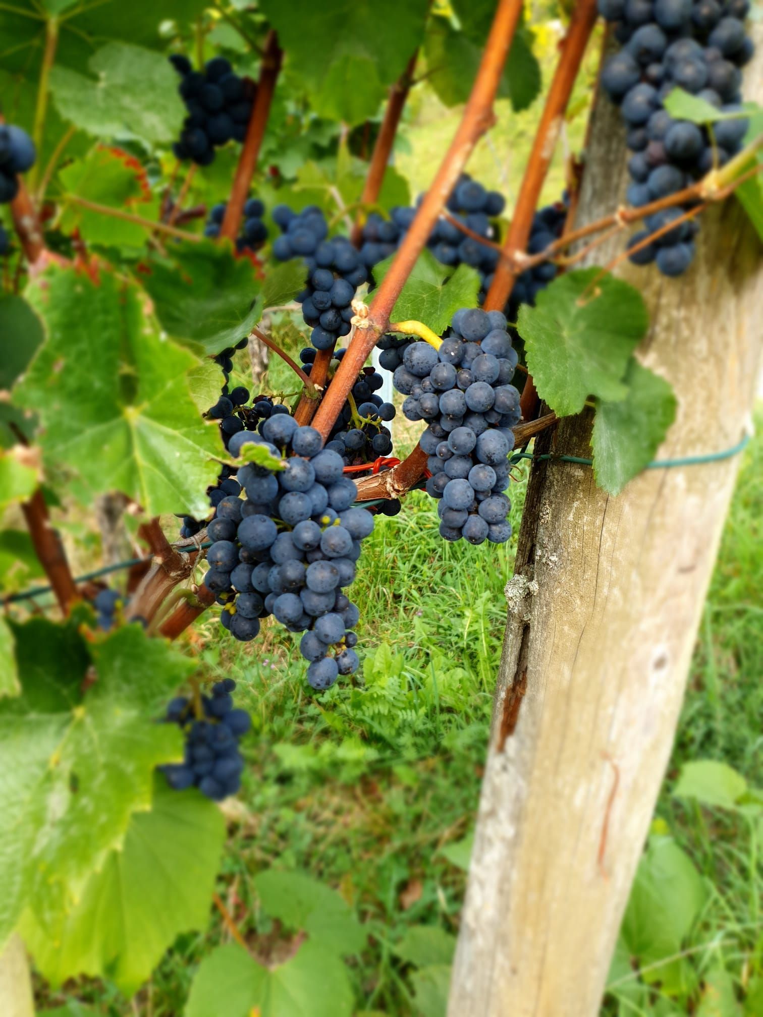  Weingut Sonnenberg GmbH - Michael Angst