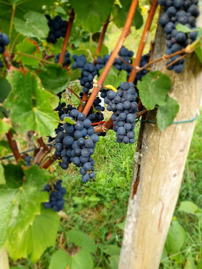 Weingut Sonnenberg GmbH - Michael Angst