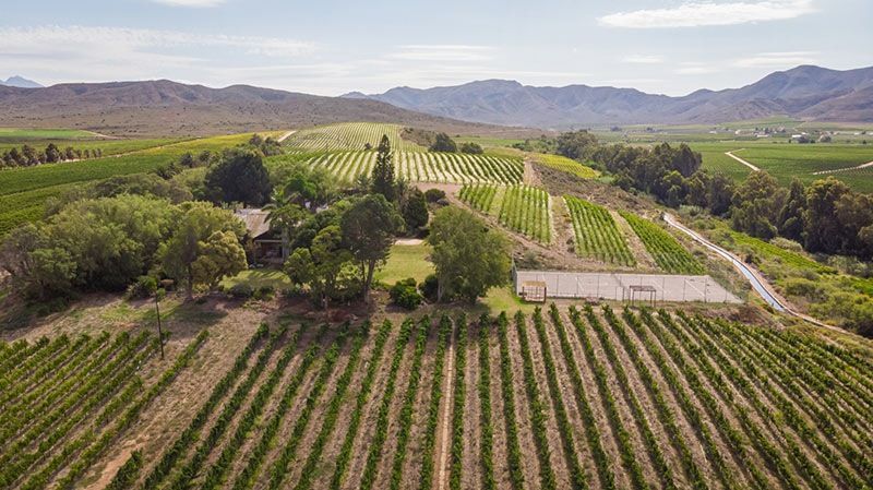 Ein Weinberg an einem Hang mit Reihen grüner Weinreben, Bäumen und einem Gebäude unter sonnigem Himmel.