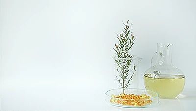 Una planta está creciendo en una placa de Petri al lado de una botella de líquido.