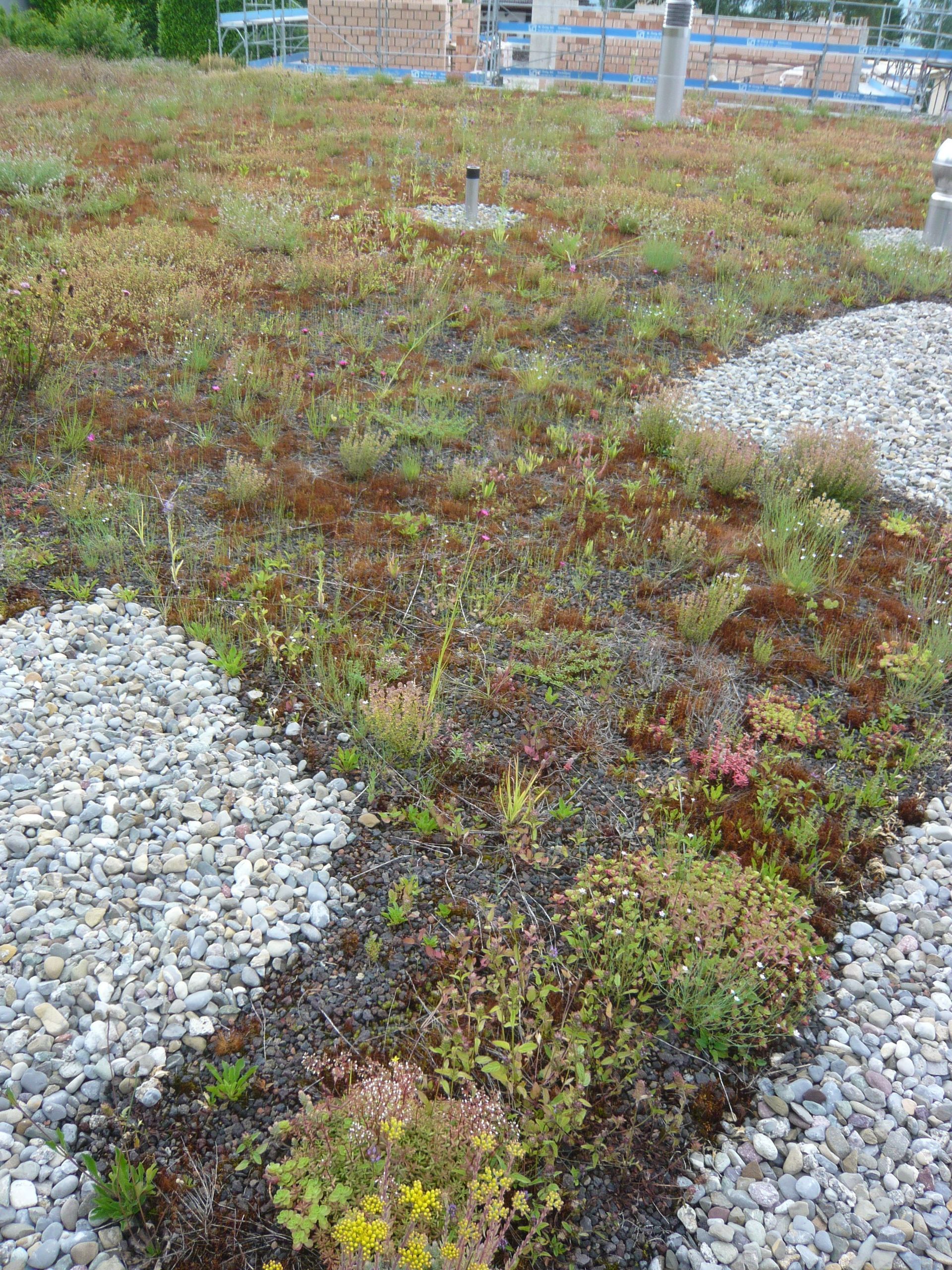 Flachdach - Neuhaus Dach GmbH 1