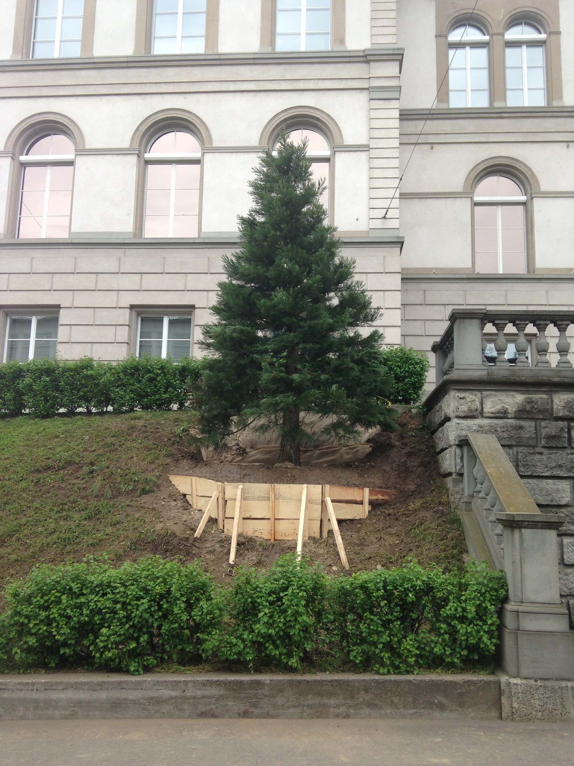 Baumkönig Baumpflege Patrick Zahno ist Ihr Baumpflegespezialist mit eidg. FA