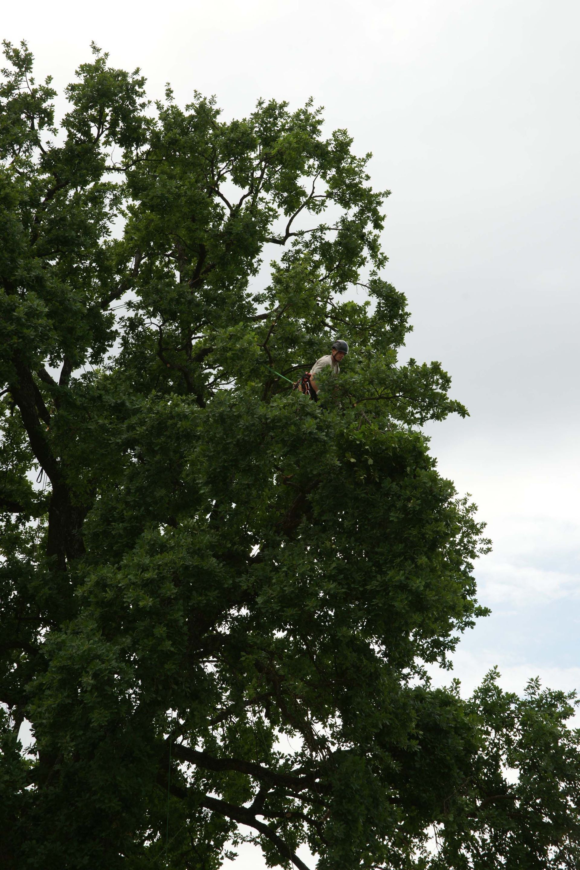 Baumkönig Baumpflege Patrick Zahno ist Ihr Baumpflegespezialist mit eidg. FA
