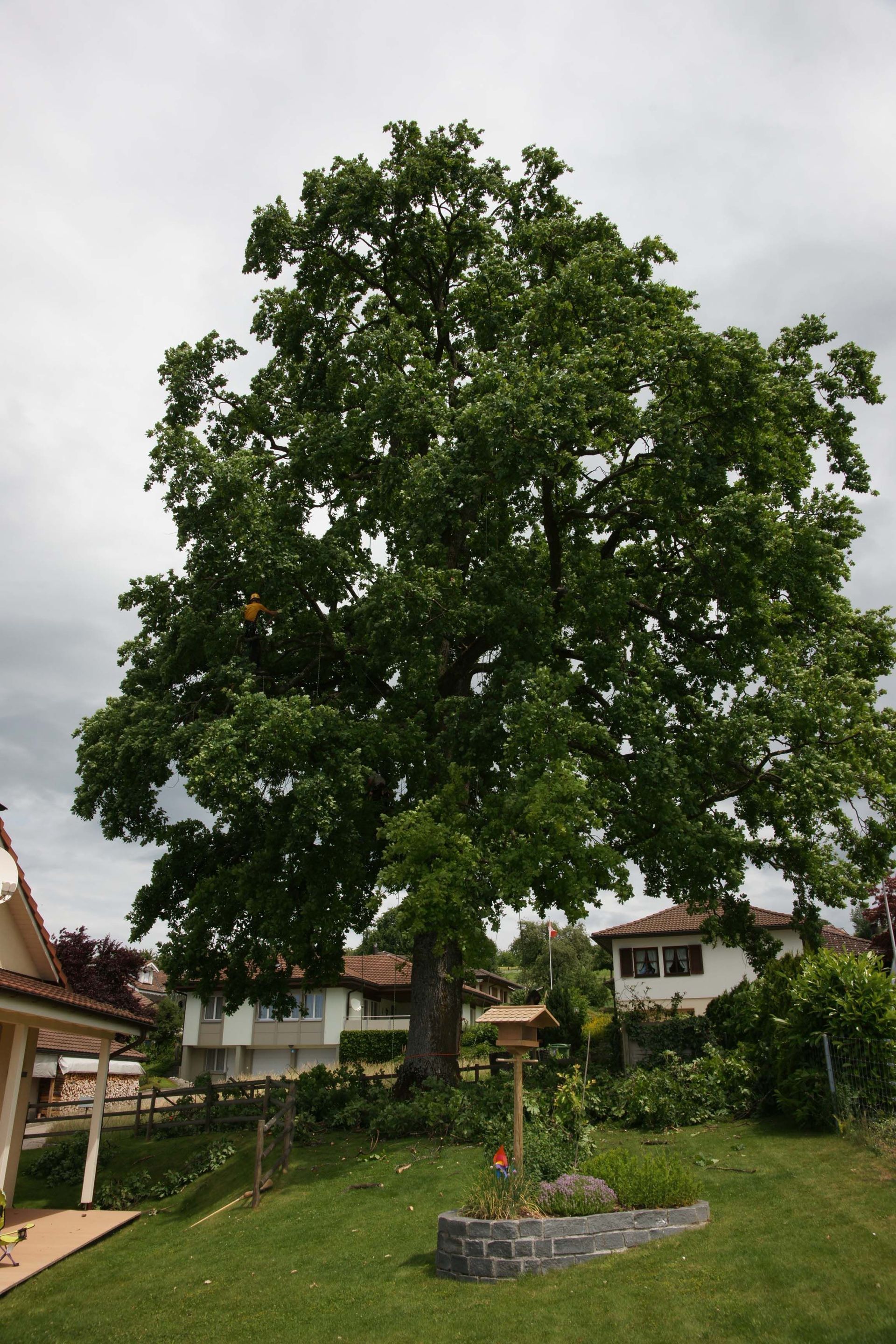 Baumkönig Baumpflege Patrick Zahno