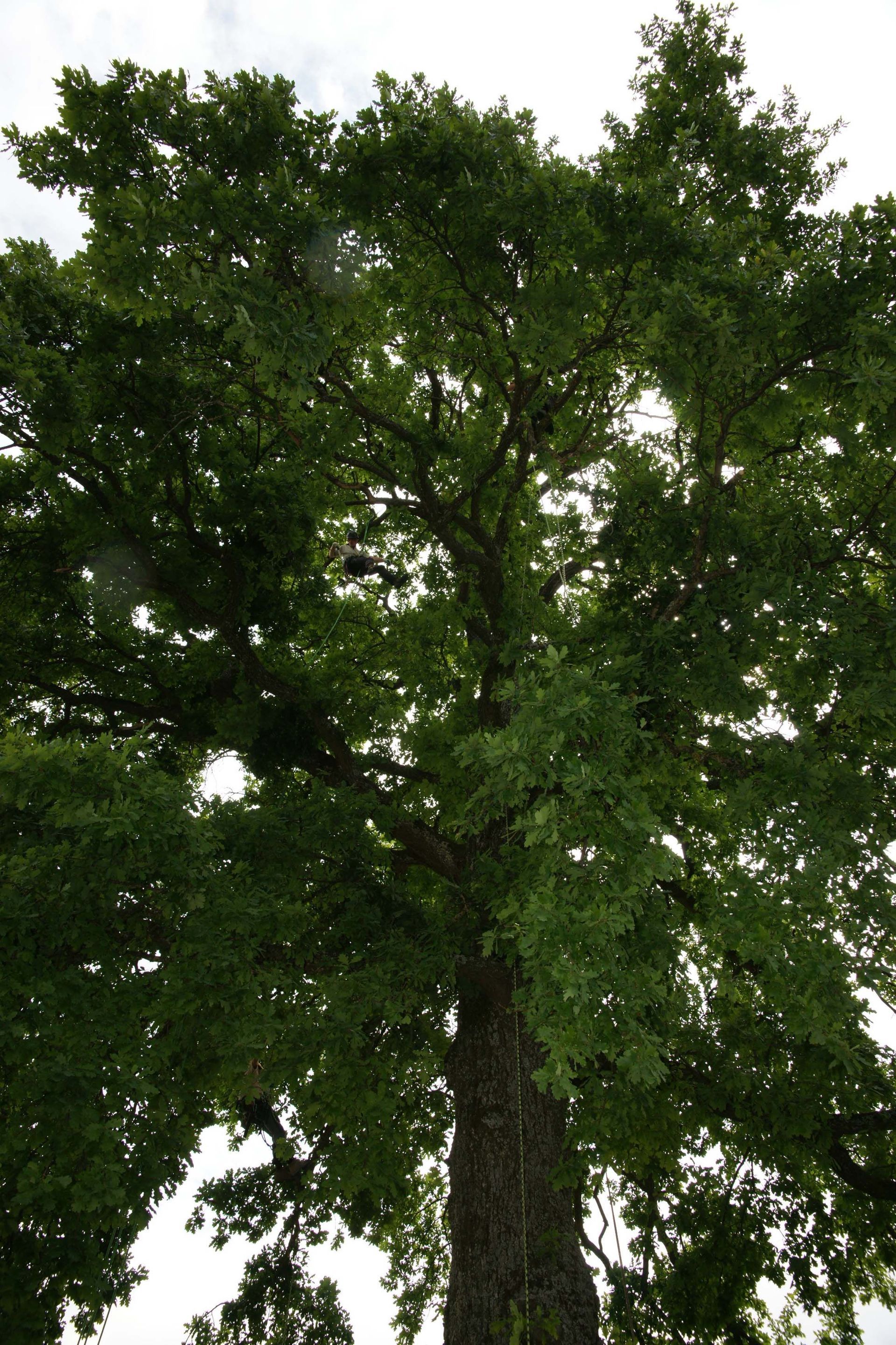 Baumkönig Baumpflege | Spezialfällungen, Gutachten, Pflanzungen, Baumschutz