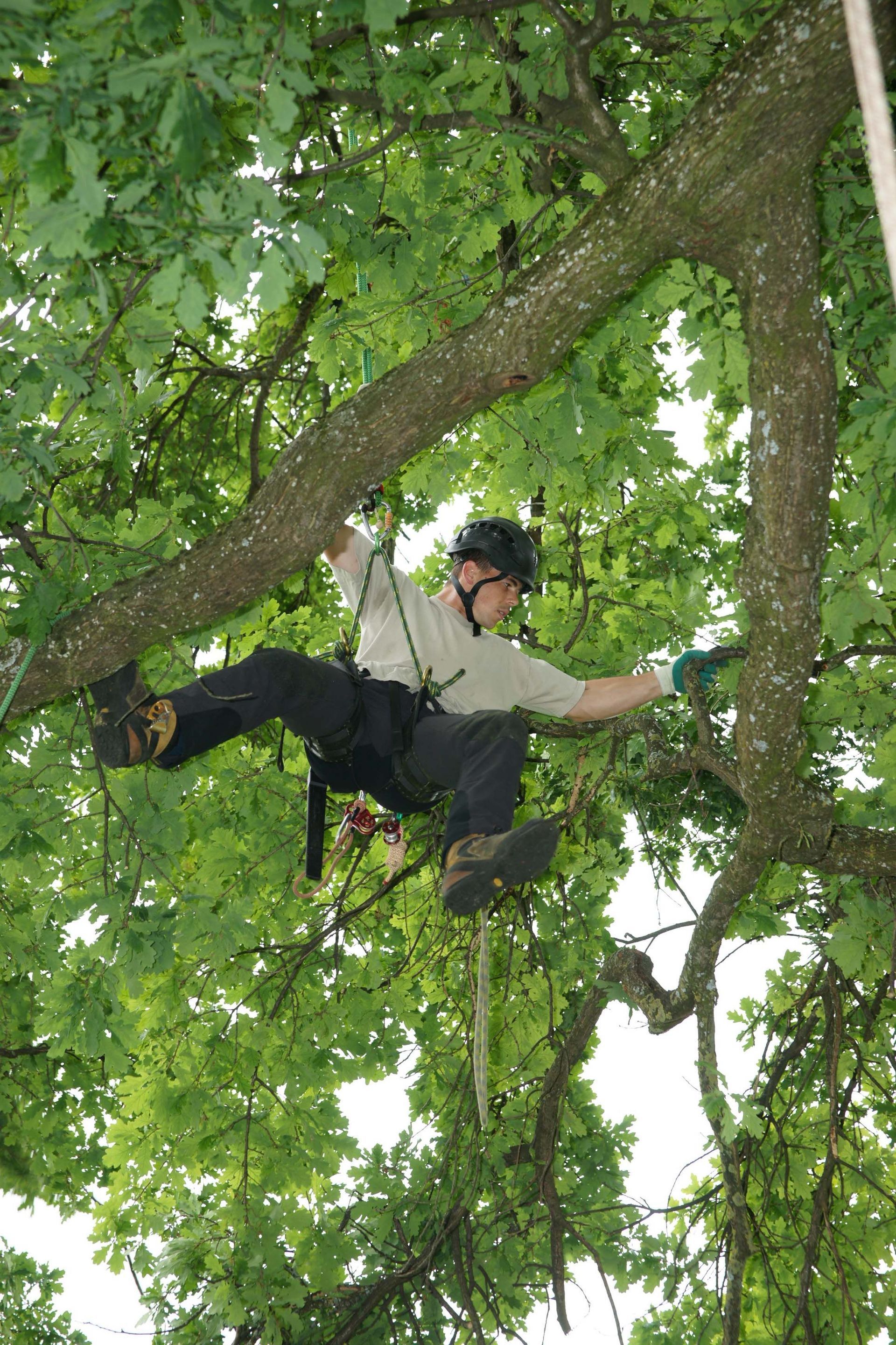 Baumkönig Baumpflege Patrick Zahno
