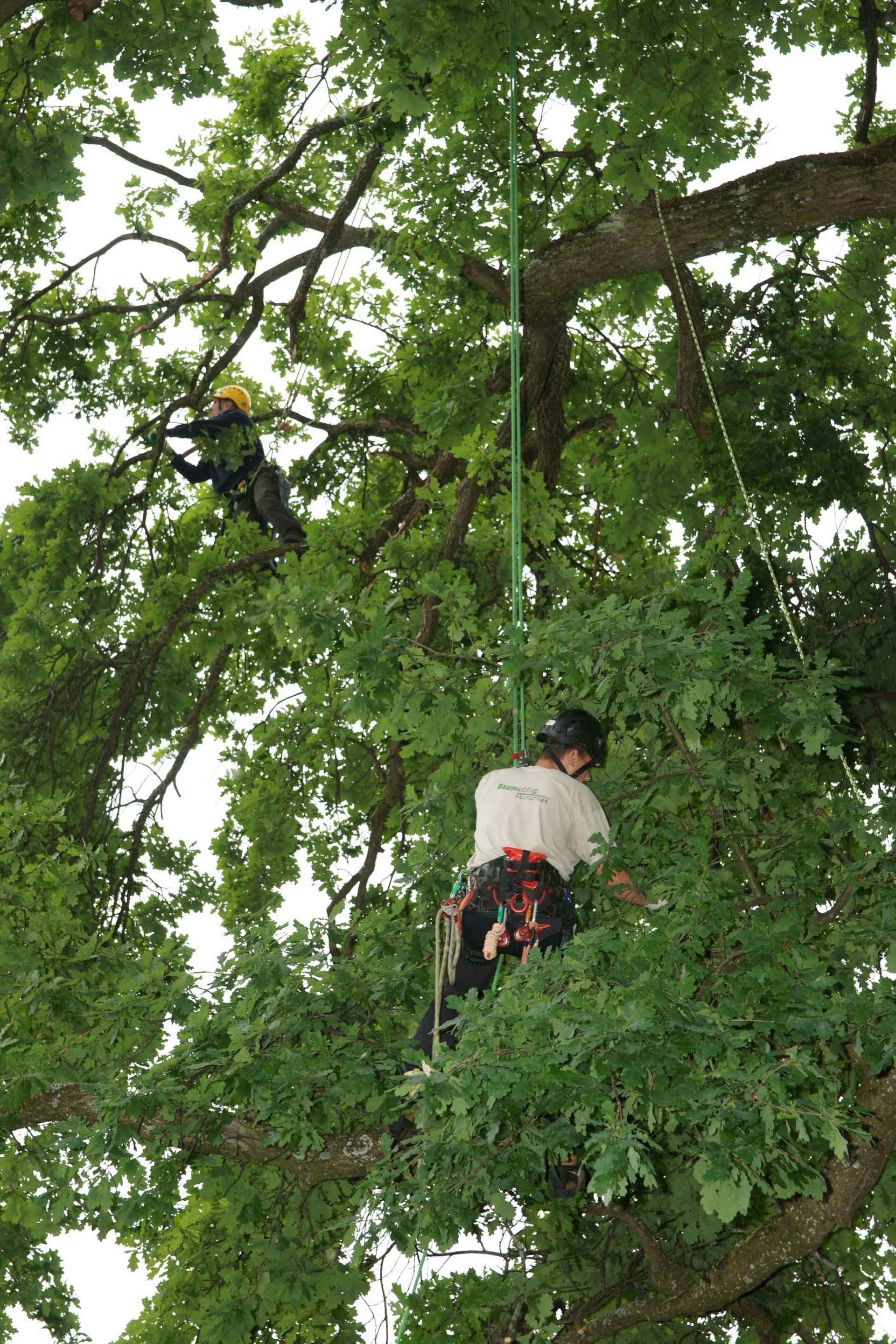Baumkönig Baumpflege Patrick Zahno ist Ihr Baumpflegespezialist mit eidg. FA