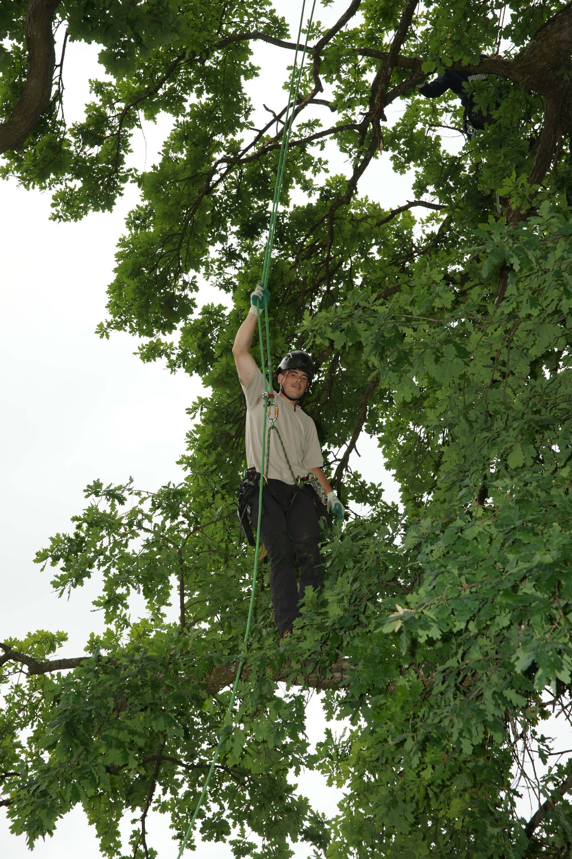 Baumkönig Baumpflege Patrick Zahno ist Ihr Baumpflegespezialist mit eidg. FA