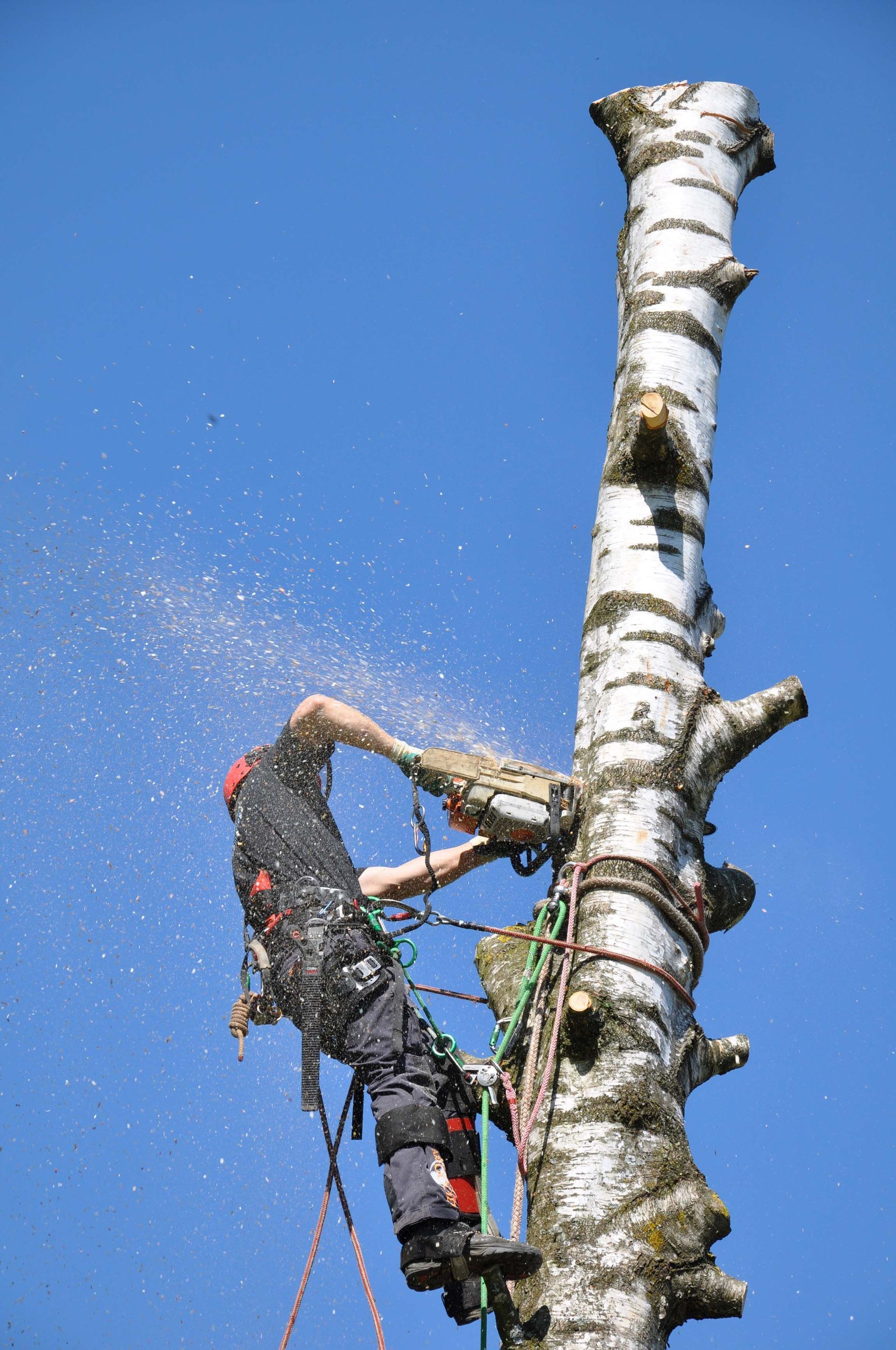 Baumkönig Baumpflege | Spezialfällungen, Gutachten, Pflanzungen, Baumschutz