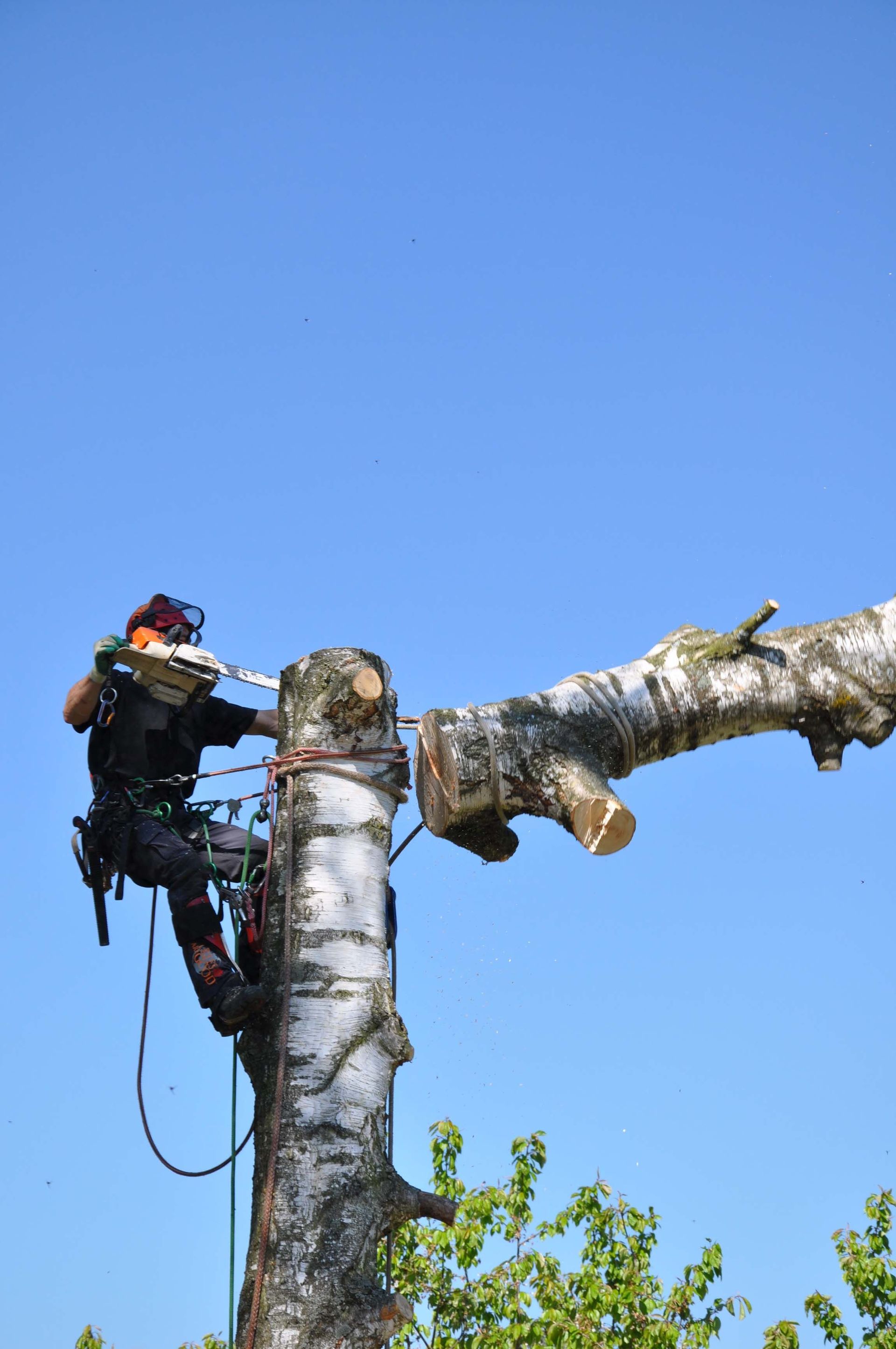 Baumkönig Baumpflege Patrick Zahno