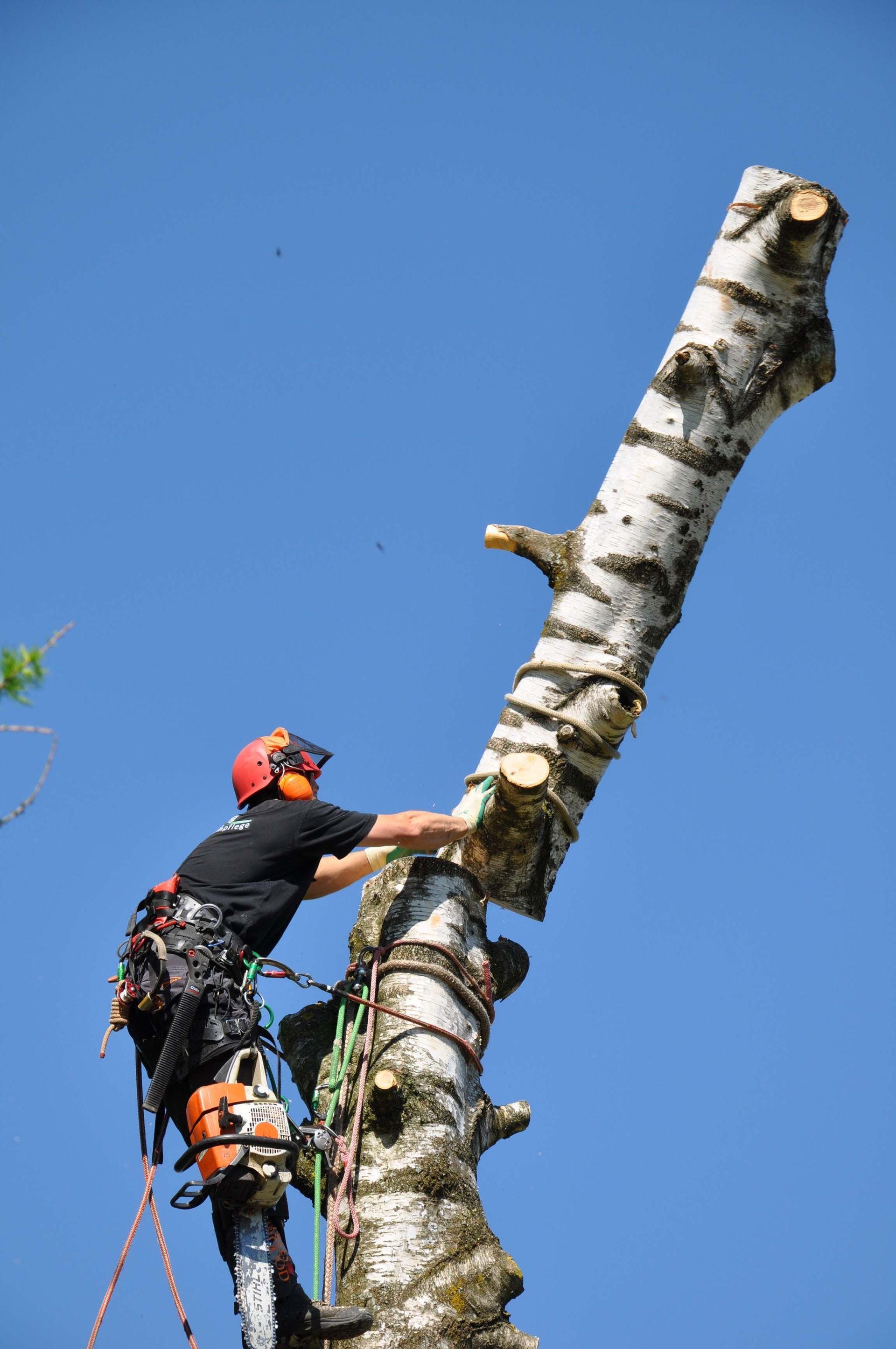 Baumkönig Baumpflege Patrick Zahno
